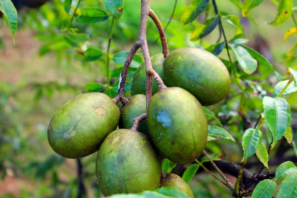 Foto mostra cajá verde, cajá-manga cajazeiro, fruta tropical