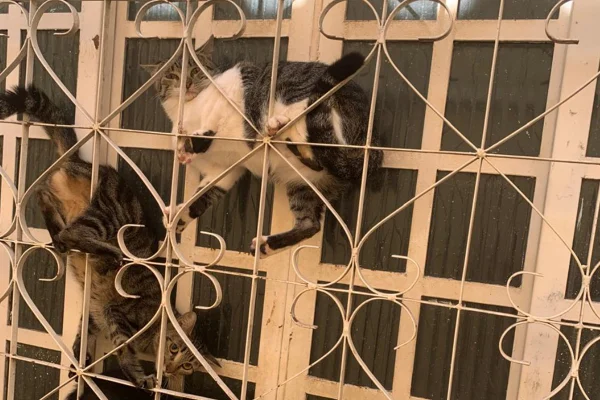 Polícia encontra caveiras de gatos em casa abandonada no DF
