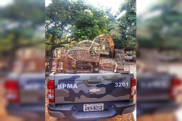 PMDF apreende 30 pássaros silvestres em criadouro ilegal