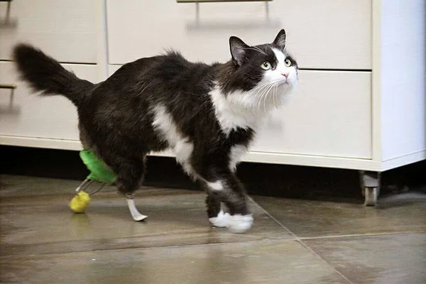 Gatinho ganha próteses após ser atropelado e volta a andar