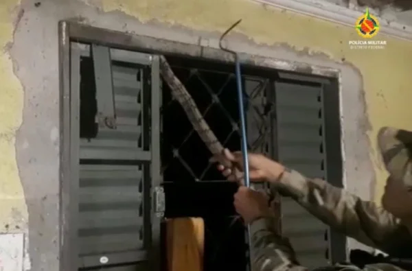 Vídeo: moradora de Planaltina encontra jiboia na janela de casa