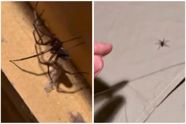 Imagem colorida, Biólogo vê ninho de aranhas em quarto alugado e dorme no carro. Vídeo - Metrópoles