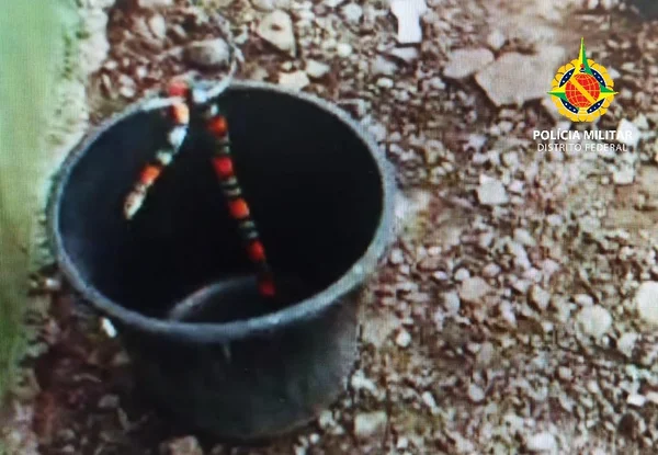 PMDF resgata seis cobras em duas semanas