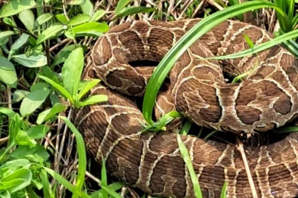 Imagem colorida de cobra que apareceu em local de votação no RS - Metrópoles