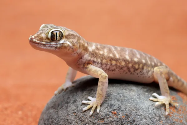 Foto colorida de lagartixa de cor clara em cima de uma pedra -Metrópoles.