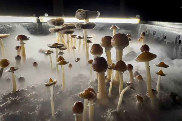 Imagem mostra vários cogumelos compridos, e uma névoa - Metrópoles