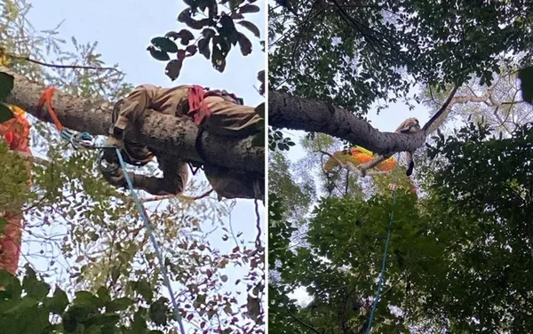 goias homem preso arvores voo de parapente