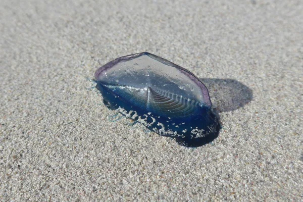 Por que milhões de águas-vivas estão morrendo em praias?