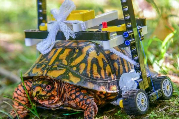 Cadeira de rodas feita com peças de Lego salva tartaruga ferida