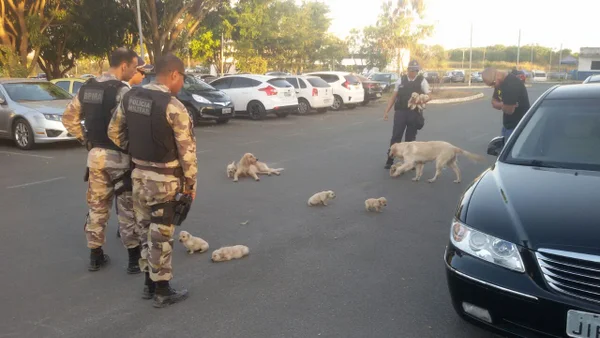 PM resgata 12 cachorros que sofriam maus-tratos no Guará