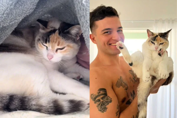 Montagem de duas imagens coloridas; uma da gata na cama, outra do homem segurando a pet
