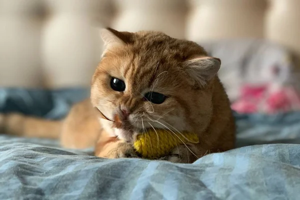 Gastando pouco: conheça três opções econômicas de areia para gatos