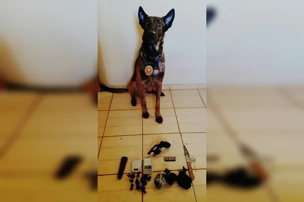 Django, o cão farejador, se recupera e participa de operação da PCDF