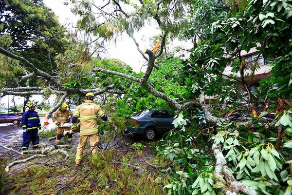 DF e Novacap são condenados a indenizar mulher atingida por galho