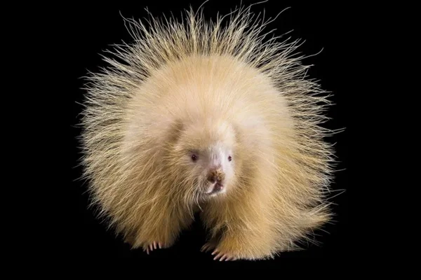 Foto colorida de porco espinho albino - Animais albinos: entenda desafios e cuidados com as espécies raras - Metrópoles
