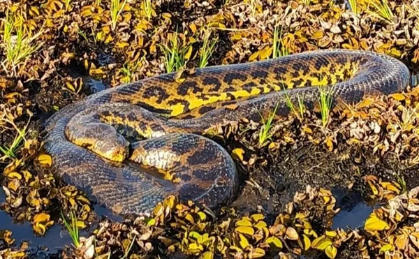 Sucuri no Pantanal