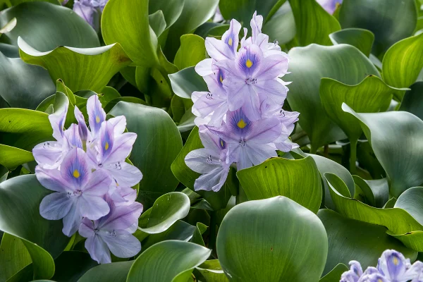 Foto colorida de planta aquática com flores roxas e folhas verdes. - Metrópoles.
