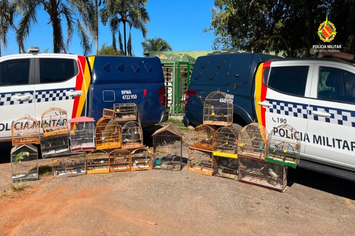 PMDF resgata 22 aves silvestres mantidas ilegalmente em cativeiro no Gama
