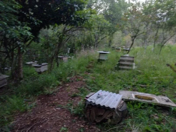 Idoso é picado até a morte por enxame de abelhas