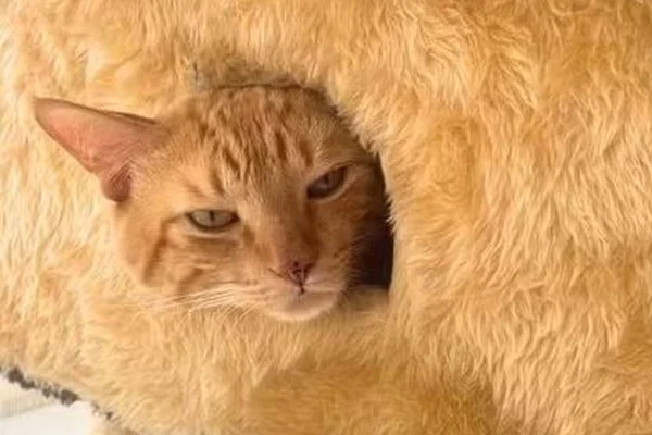 Caso Thor: o que fazer depois de ser arranhado por um gato?