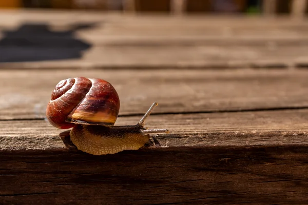Caracol em uma superfície de madeira- Metrópoles