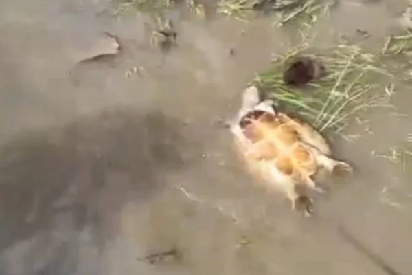 imagem colorida tartaruga morta rio araguaia