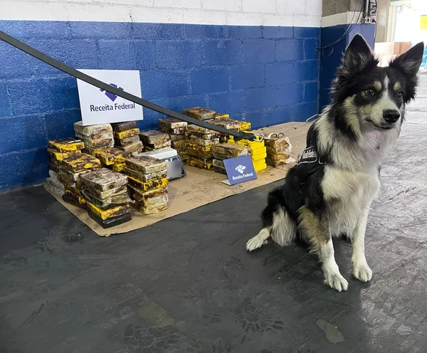 Cão com pelo preto e branco em frente a tabletes de cocaína - Metrópoles