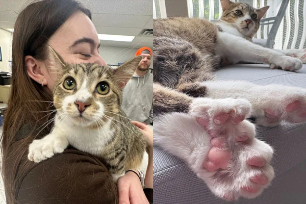 Gato de 28 dedos entra para o Guinness e atinge marca histórica