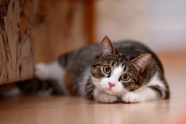 Veterinária explica a importância da ração úmida para os gatos