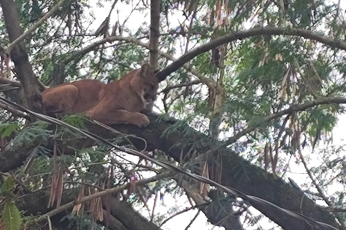 Onça-parda invade sítio, sobe em árvore e mobiliza operação em SP - imagem 3