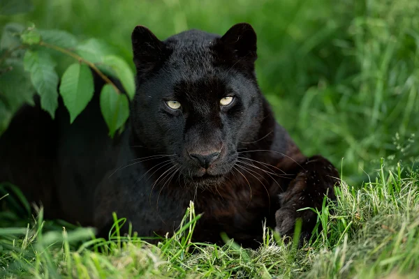 Foto colorida de pantera-negra - Veterinário explica se animais de pelagem preta sofrem mais no calor - Metrópoles