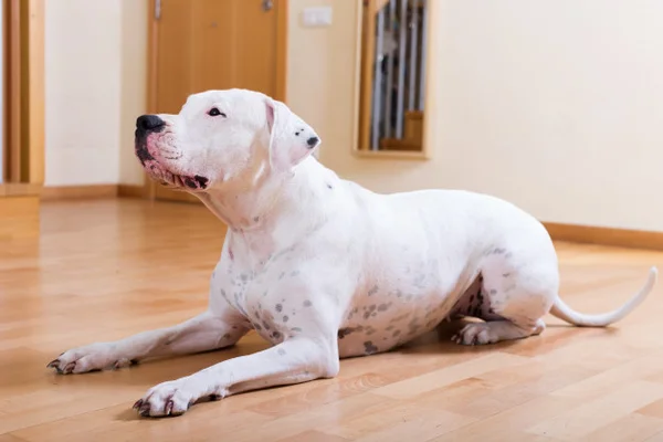 Dogo argentino