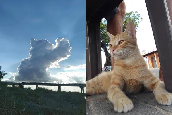 Nuvem no céu é comparada ao gato Januário, que morreu nesta semana