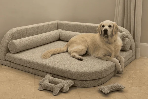 Golden Retriever morre após ingerir uma planta tóxica em resort de luxo - destaque galeria Golden Retriever morre após ingerir uma planta tóxica em resort de luxo - destaque galeria
