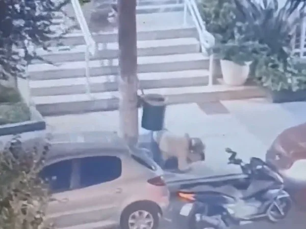 Imagem de dois homens atracados no chão em calçada; um adolescente acabou ferido na confusão e dois suspeitos tiveram a prisão preventiva decretada - Metrópoles