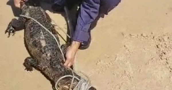 Imagem colorida de jacaré em praia - Metrópoles