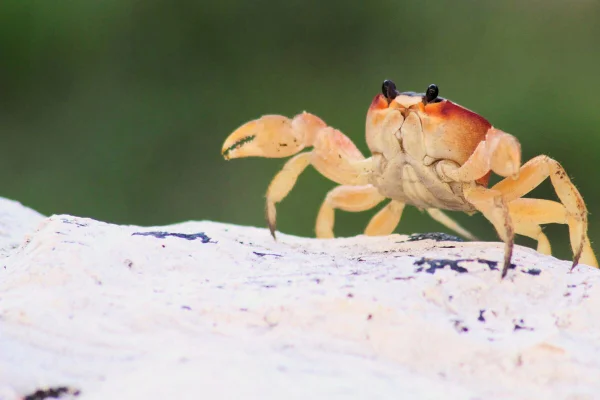 Mentiras que contam sobre o signo de câncer