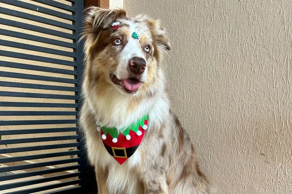 Cão da raça border collie aparece na porta de casa após fugir do sítio - Metrópoles