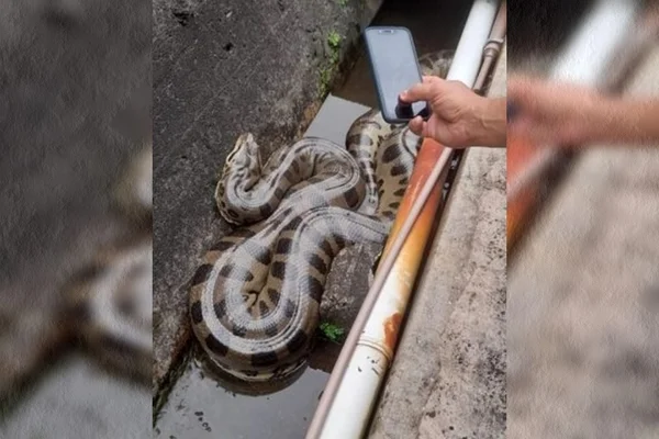 Sucuri de cinco metros é resgatada na Bahia