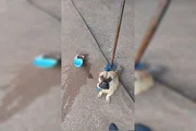 Gestor de Hospital Veterinário do DF é investigado por maus-tratos - imagem 2