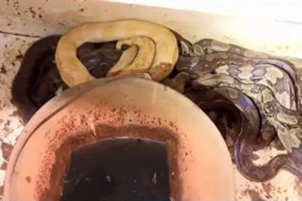 Imagem colorida de serpentes