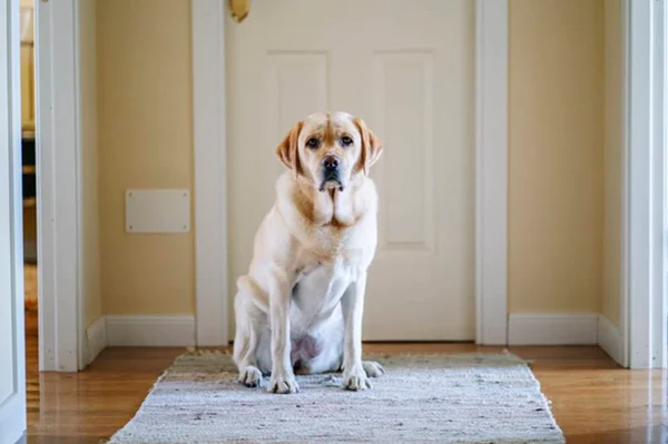 Veja oito dicas para ajudar a adaptar um cachorro ao novo lar