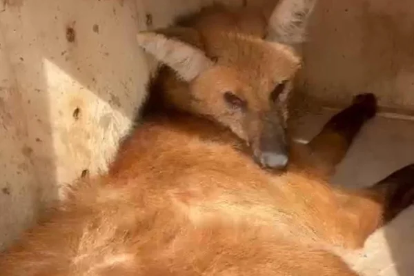 Lobo-guará atropelado na rodovia vicinal Avelino Francisco de Bastos (SPV 031 ), no interior de SP - Metrópoles