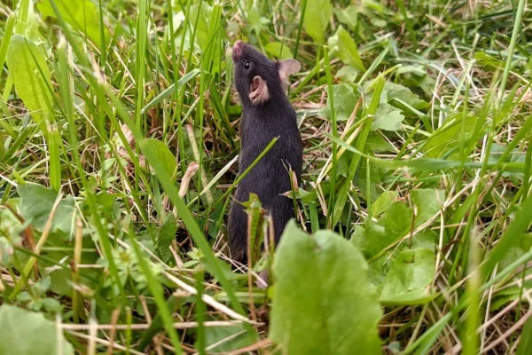 Ratos criados em gaiolas perdem ansiedade após viverem na natureza