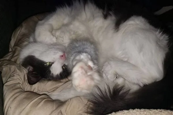 Gato separa discussão dos tutores de maneira fofa e engraçada