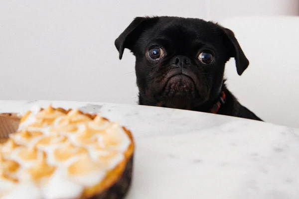 Conheça os principais alimentos que colocam em risco a saúde dos pets