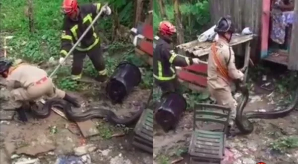 Bombeiros resgatam sucuri de 4 metros no Amazonas. Veja vídeo