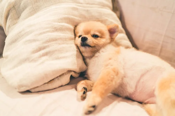 Barbas de homens têm mais germes que pelos de cachorros, diz estudo