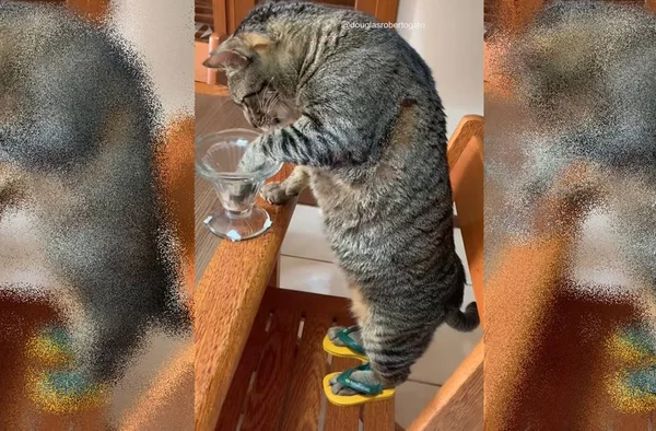 Gato aparece “calçando” mini chinelo e viraliza nas redes. Veja vídeo