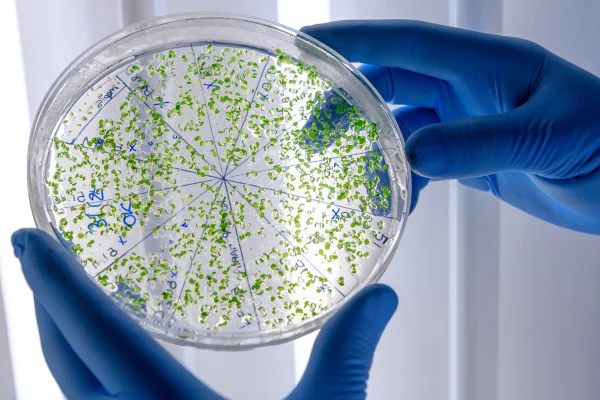 Imagem de bacterias em mãos de pesquisadores